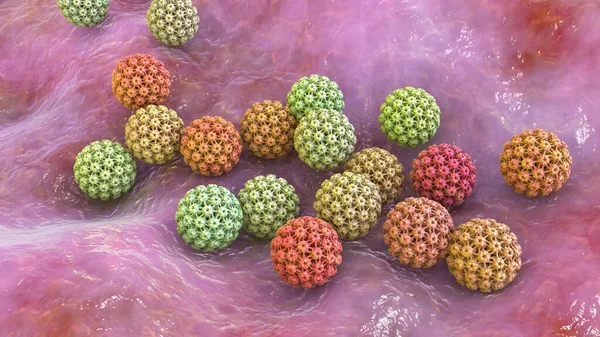 Human papillomavirus, a virus which causes warts, some strains infect genitals and can cause cervical cancer, 3D illustration