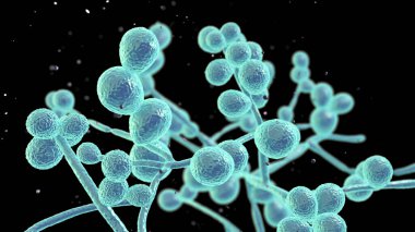Candida mantarları, Candida albikleri, C. auris ve diğer insan patojenik mayalar, 3 boyutlu illüstrasyon