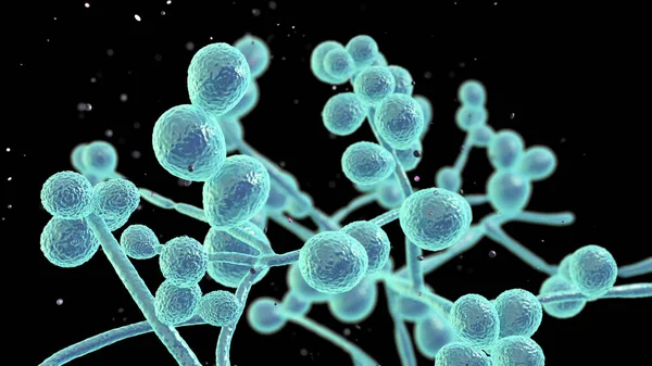 Candida mantarları, Candida albikleri, C. auris ve diğer insan patojenik mayalar, 3 boyutlu illüstrasyon