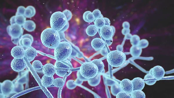 Candida mantarları, Candida albikleri, C. auris ve diğer insan patojenik mayalar, 3 boyutlu illüstrasyon