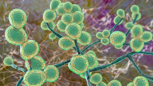 Candida fungi, Candida albicans, C. auris and other human pathogenic yeasts, 3D illustration