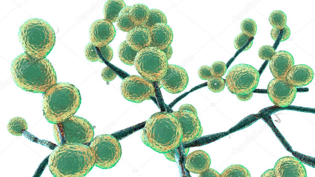 Candida fungi, Candida albicans, C. auris and other human pathogenic yeasts, 3D illustration