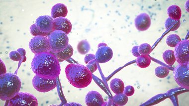 Candida mantarları, Candida albikleri, C. auris ve diğer insan patojenik mayalar, 3 boyutlu illüstrasyon