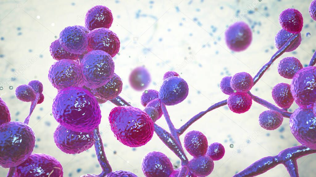 Candida fungi, Candida albicans, C. auris and other human pathogenic yeasts, 3D illustration