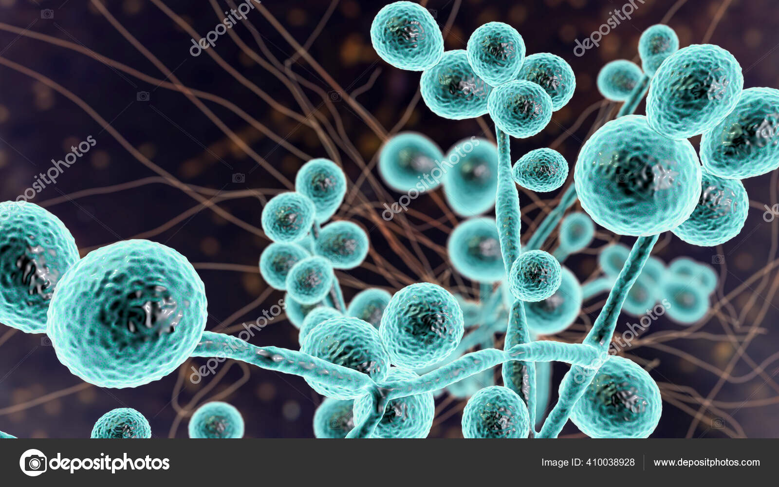 Candida Fungi Candida Albicans Auris Other Human Pathogenic