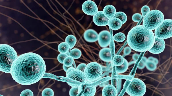 Candida Fungi Candida Albicans Auris Altri Lieviti Patogeni Umani Illustrazione — Foto Stock