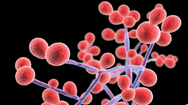 Μύκητες Candida Candida Albicans Auris Και Άλλες Παθογόνες Ζύμες Για — Φωτογραφία Αρχείου