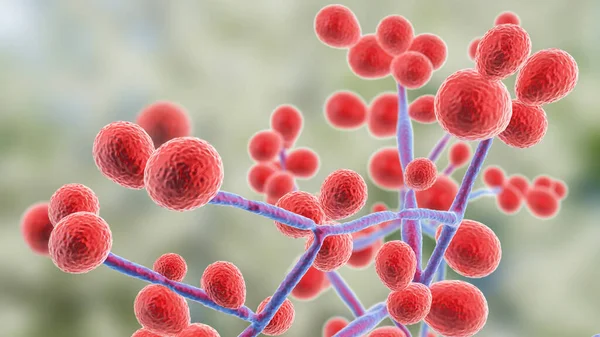 Candida Schimmels Candida Albicans Auris Andere Menselijke Pathogene Gisten Illustratie — Stockfoto