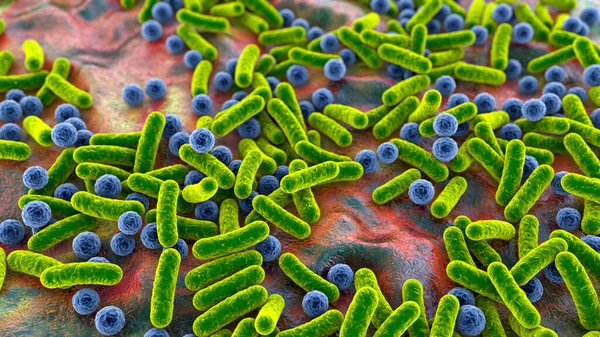 Rod Shaped Bacteria Cocci Human Microbiome Human Pathogenic Bacteria Illustration — Stock Photo, Image