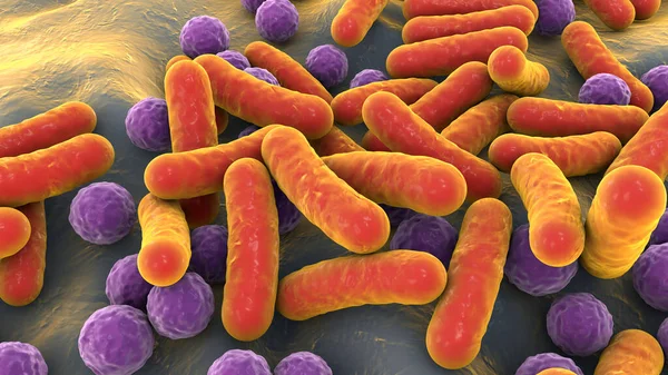 Bactéries Coques Forme Tige Microbiome Humain Bactéries Pathogènes Humaines Illustration — Photo