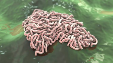 Parazit solucanlar, 3 boyutlu çizimler. Ascaris lumbrikoides, Enterobius vermicularis ve diğer yuvarlak solucanlar.