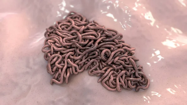 寄生虫 3D插图 刺五加 小肠线虫和其他圆蠕虫 — 图库照片