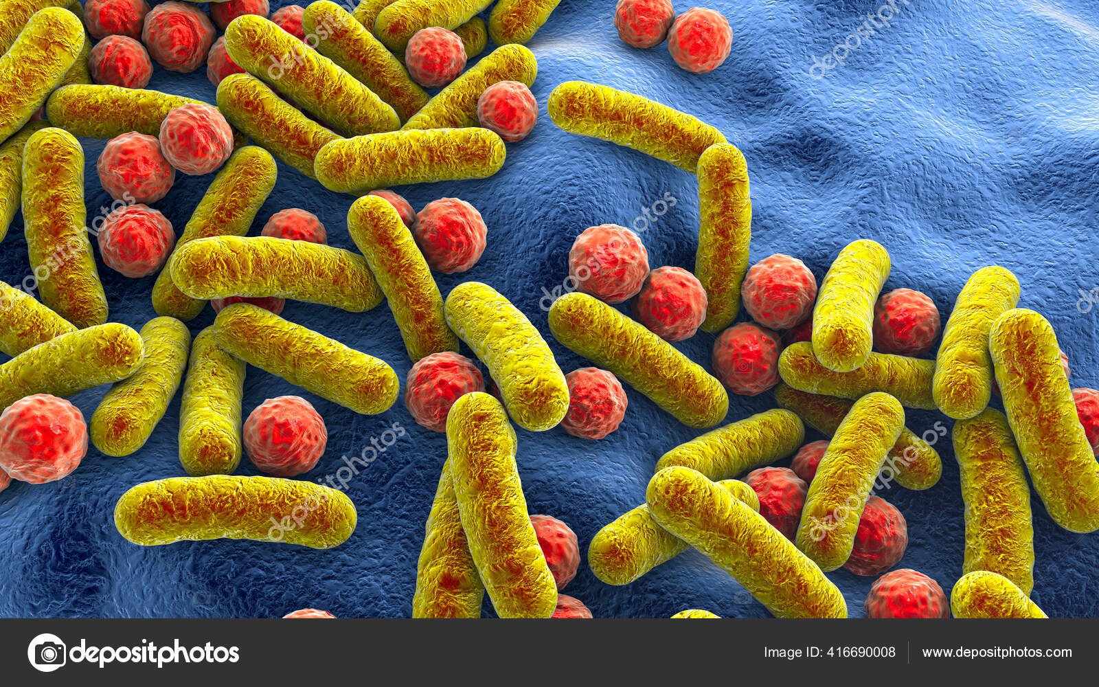 bacteria different shapes rod shaped bacteria cocci human microbiome human stock photo by c katerynakon 416690008