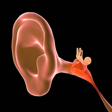 Otitis media, bir grup iltihaplı orta kulak hastalığı, 3 boyutlu illüstrasyon