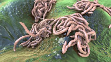 Parazit solucanlar, 3 boyutlu çizimler. Ascaris lumbrikoides, Enterobius vermicularis ve diğer yuvarlak solucanlar.