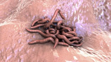 Parazit solucanlar, 3 boyutlu çizimler. Ascaris lumbrikoides, Enterobius vermicularis ve diğer yuvarlak solucanlar.