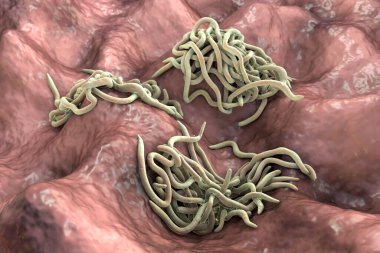 Parazit solucanlar, 3 boyutlu çizimler. Ascaris lumbrikoides, Enterobius vermicularis ve diğer yuvarlak solucanlar.