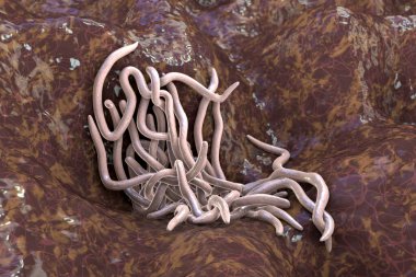 Parazit solucanlar, 3 boyutlu çizimler. Ascaris lumbrikoides, Enterobius vermicularis ve diğer yuvarlak solucanlar.