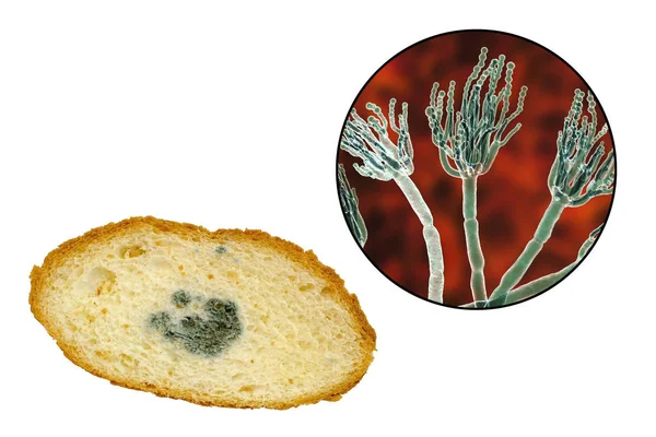 Verschimmeltes Brot Und Illustration Von Mikroskopisch Kleinen Penicillium Pilzen Die Lebensmittelverderb Verursachen Und Antibiotika Penicillin Produzieren Zusammengesetztes Bild Zerfallenden Stock Photo 274964548