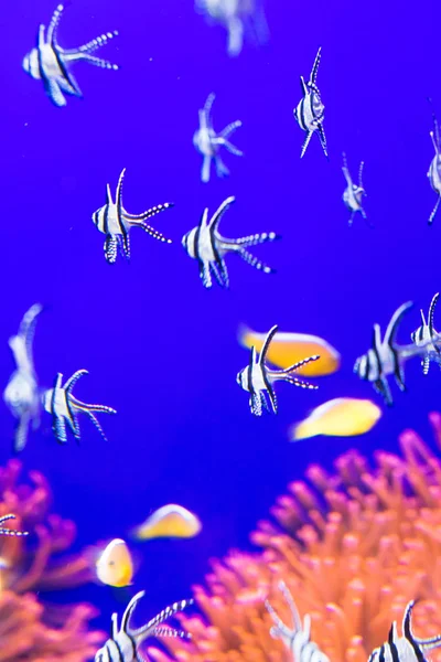 Тропические Рыбы Аквариуме Мягкий Фокус — стоковое фото