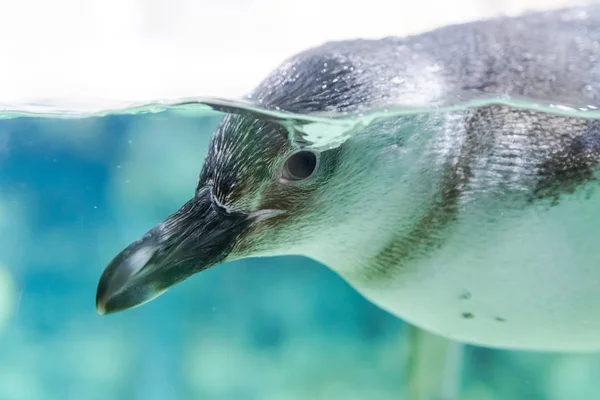 Pinguine Schwimmen Aquarium Von Genua Italien lizenzfreie Stockfotos