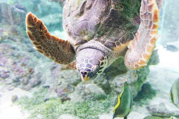 Meeresschildkröte Schwimmt Aquarium Von Genua Italien Nahaufnahme Einer Selektiven Fokussierung Stockfoto