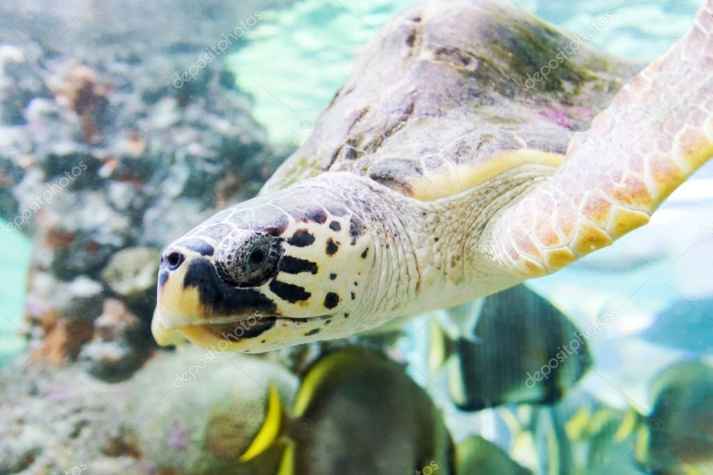 Sea turtle swims in the aquarium of Genoa (Italy). Close-up an selective focus