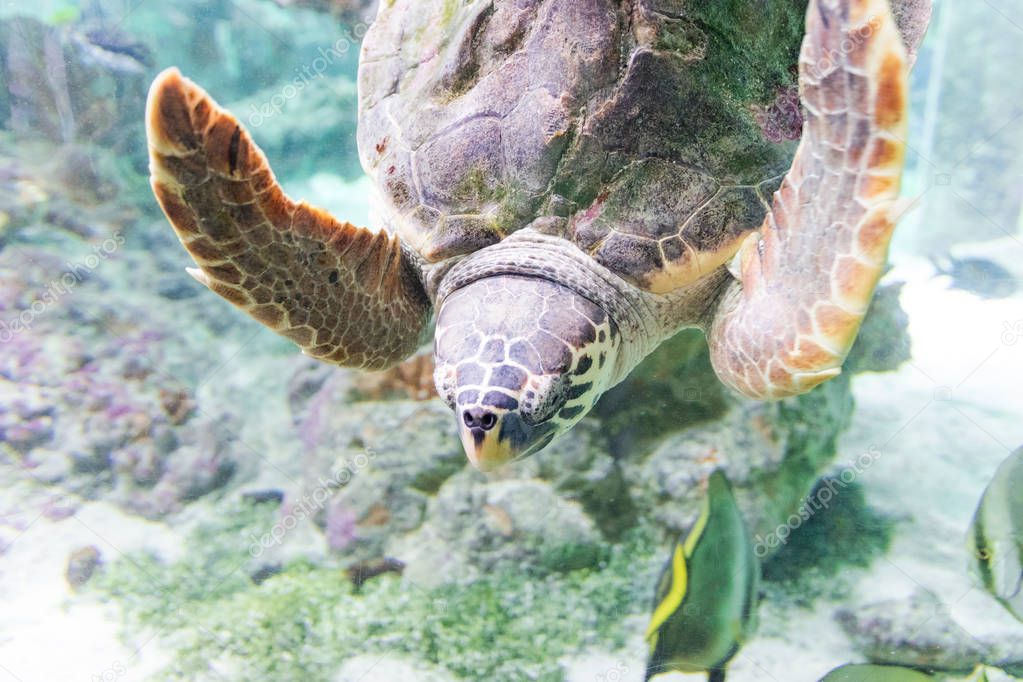 Sea turtle swims in the aquarium of Genoa (Italy). Close-up an selective focus