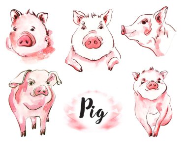 Domuz suluboya resim el boyaması, ayarlayın. Yeni yıl 2019 sembolü. çiftlik hayvanları faset ve profil 5 portresi. Beyaz arka plan üzerinde izole çizilmiş kroki.