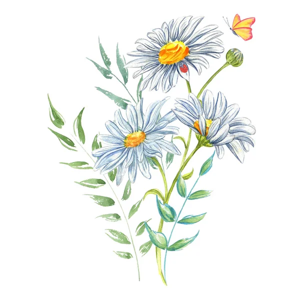 White flowers chamomile watercolor with ladybug and butterfly. — Stock Photo, Image