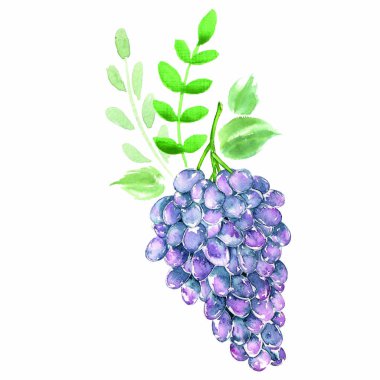 Düzenleme suluboya üzüm. Bio tatlı meyve.