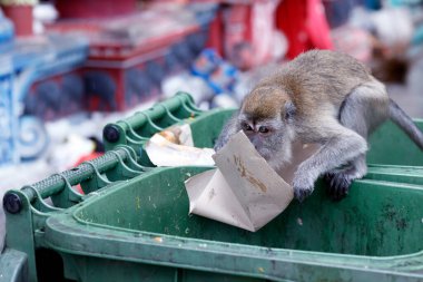 Batu mağarası Hindu tapınağındaki vahşi maymun. Kuala Lumpur. Malezya.