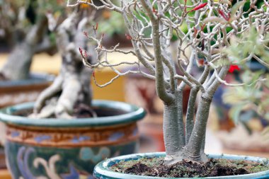 Cau gübre pagoda. Bonsai ekiminde başarılı olmak için, normalde dindar rahiplere ayrılmış olan azim ve koşulsuz nezaketi edinmelisiniz. Bir Giang Eyaleti. Mekong Delta, Vietnam.