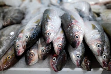 Dubai balık pazarı. Levrek. Dubai, BAE, Birleşik Arap Emirlikleri.