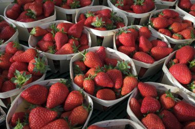 Pazarda satılık taze organik çilekler. Fransa.