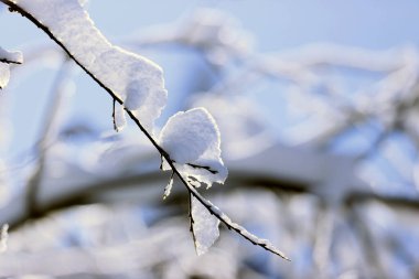 Fransız Alpleri. Kışın karla kaplı ağaç. Saint-Gervais.