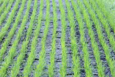 Tarım. Tarlada taze pirinç filizleri. Yogyakarta. Endonezya.