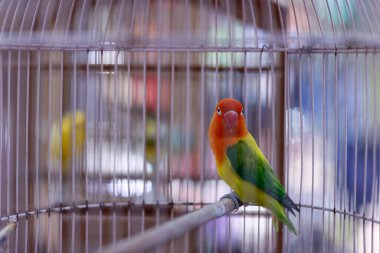 Geleneksel kuş pazarı. Satılık bir kafeste muhabbet kuşu..