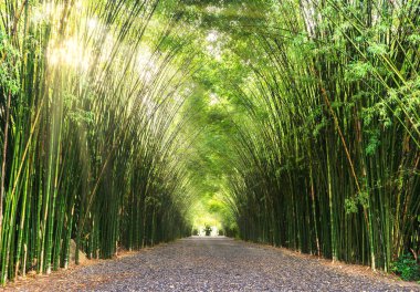 Yol Bambu Ormanı ve güneş ışığı ile