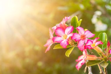 Açelya çiçek güneş ışığı arka plan üzerinde