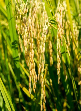 Pirinç tarlaları yakın çekim