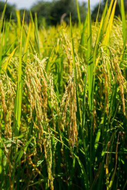 Pirinç tarlaları yakın çekim
