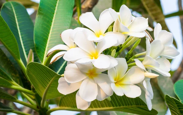 White Plumeria Flower Plumeria Tree Background — Stock fotografie