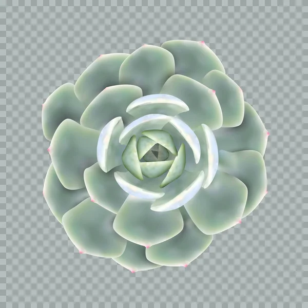 Illustrazione vettoriale realistica di una pianta succulenta echeveria — Vettoriale Stock