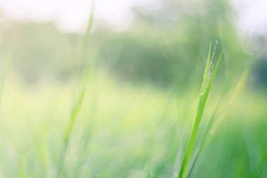 Sabah güneş ışığı ile yeşil çim sahada yumuşak odak