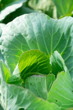 Organik tarım taze yeşil lahana