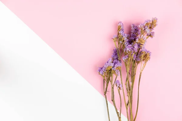 Fiore di statice viola su sfondo rosa chiaro e bianco — Foto Stock