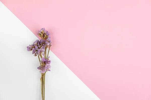 Fiore di statice viola su sfondo rosa chiaro e bianco — Foto Stock