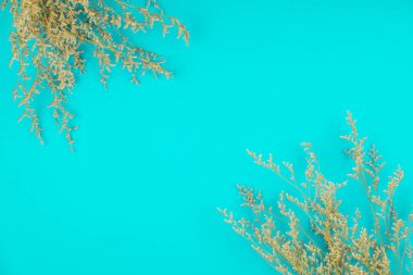 Teal renk arka plan üzerinde beyaz caspia çiçek üst görünümü