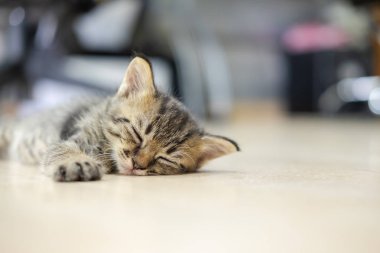 Sevimli kedi yavrusu yerde uyuyor
